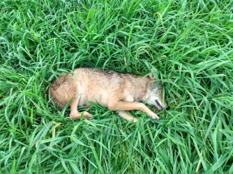 3rd pup.jpg