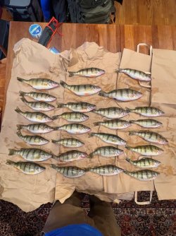 perch.jpg