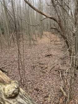 IMG_1311.jpeg