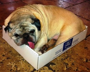 sarge in box.JPG