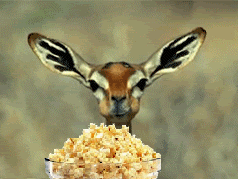 CD3F92AD-FA19-49A6-B4F4-05E8137177ED.gif