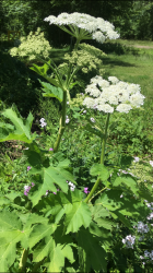 4C1C2B38-D882-4A87-AFEB-EA94807ECCA9.png