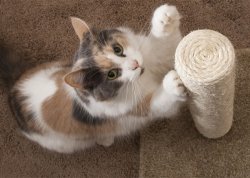 cat_clawing_HS_photo_700x500.jpg