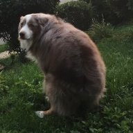 knuts