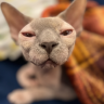 Mister magoo