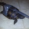 LethalTurtle