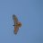 redtail