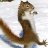 Xpxsquirrel
