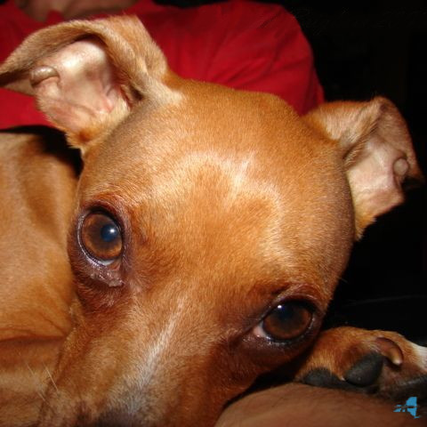Pachino2